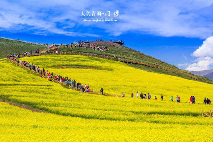 门源百里油菜花海